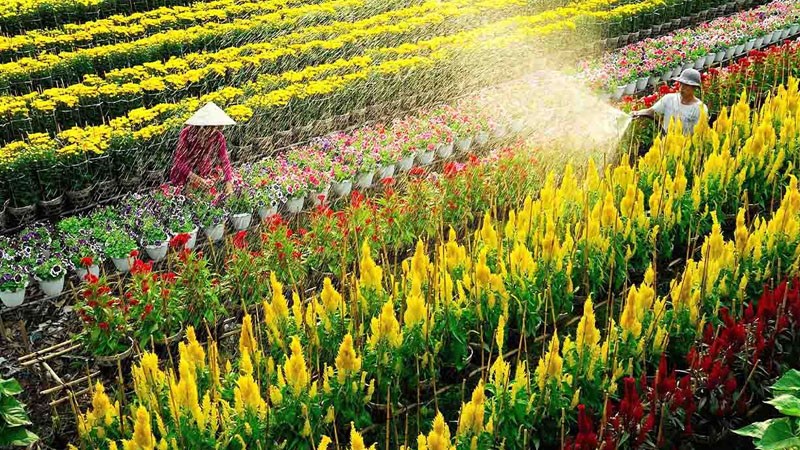 Đài ngắm làng hoa Đài ngắm làng hoa