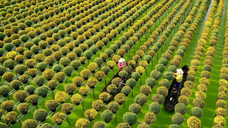 Đài ngắm làng hoa Đài ngắm làng hoa