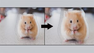 Cách thay đổi kích thước vùng chọn trong Photoshop
