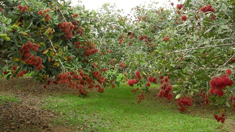 Vườn Cây Ăn Trái Lái Thiêu Vườn Cây Ăn Trái Lái Thiêu