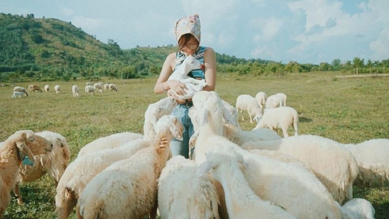 Đồng cừu Suối Tiên Đồng cừu Suối Tiên