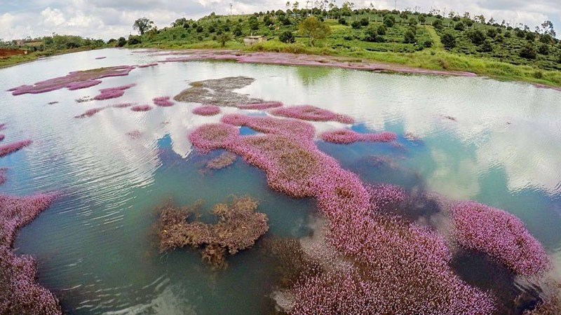 Hồ tảo hồng ở B’lao Hồ tảo hồng ở B’lao