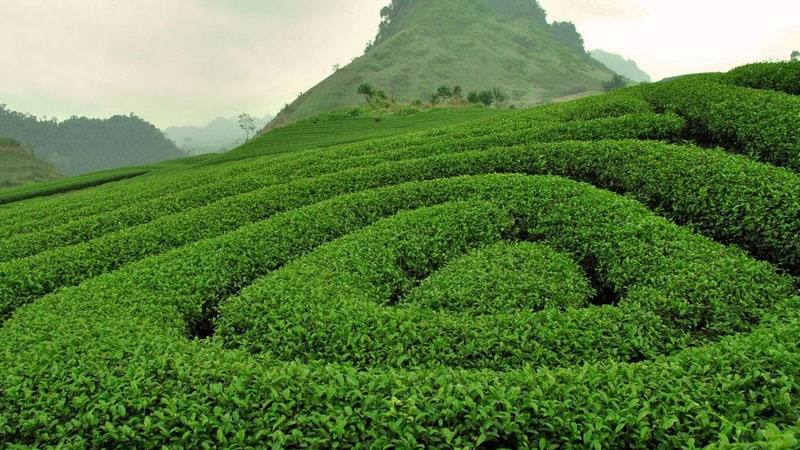 Đồi Chè Tâm Châu Đồi Chè Tâm Châu