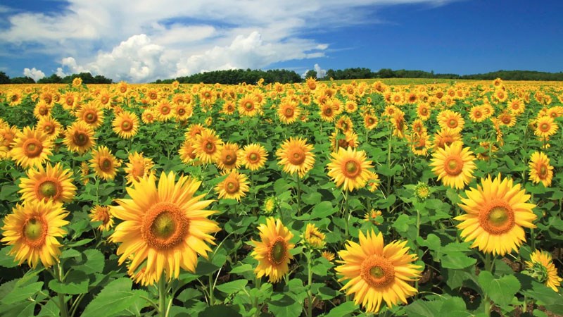 Top 21 địa điểm du lịch Hải Dương được yêu thích nhất Top 21 địa điểm du lịch Hải Dương được yêu thích nhất