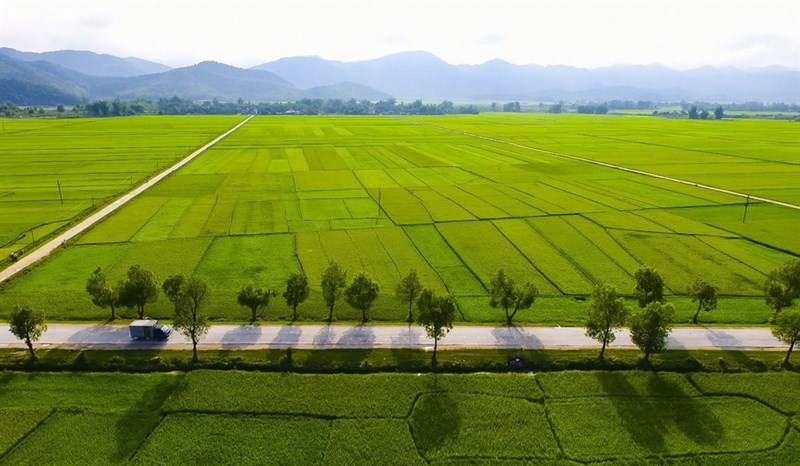 Cánh đồng Mường Thanh Cánh đồng Mường Thanh