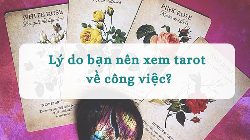Ý nghĩa ngược của Knight of Swords về công việc